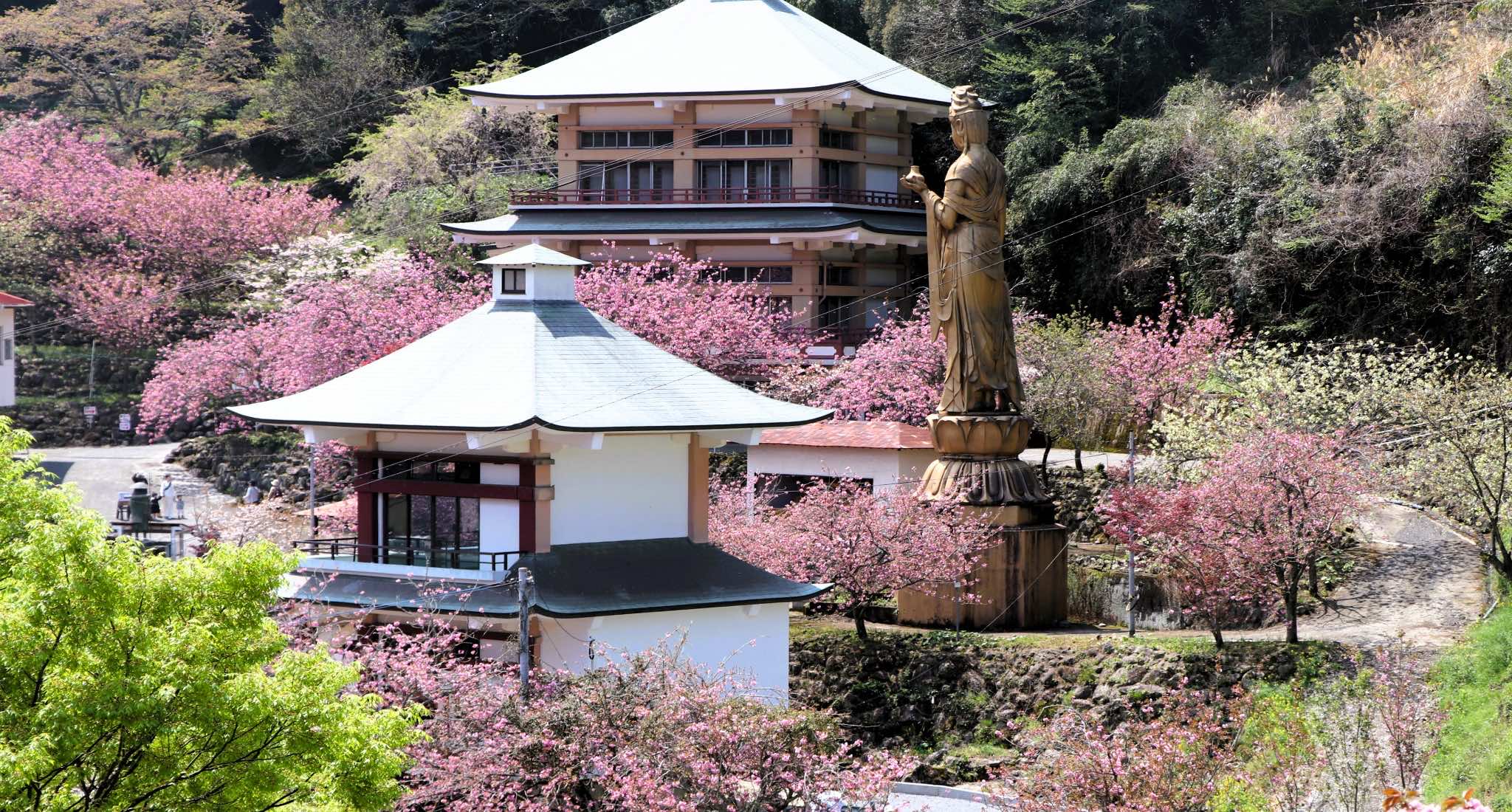 絶景お寺で、美しい八重桜に見守られて眠る<br>大分一心寺の樹木葬「夢さくら」<br>4名様まで収容可能、今なら45万円でご利用いただけます。