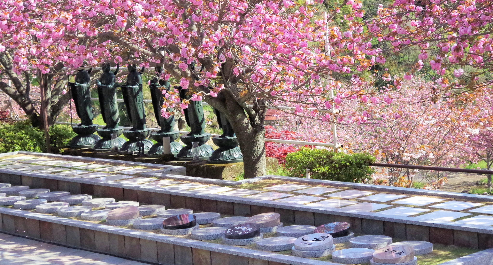 絶景お寺で、美しい八重桜に見守られて眠る<br>大分一心寺の樹木葬「夢さくら」<br>4名様まで収容可能、今なら45万円でご利用いただけます。